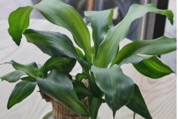 怎样使巴西木多发芽？