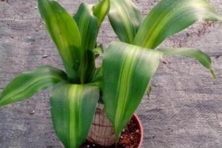 怎么让巴西木长的快,长的粗壮