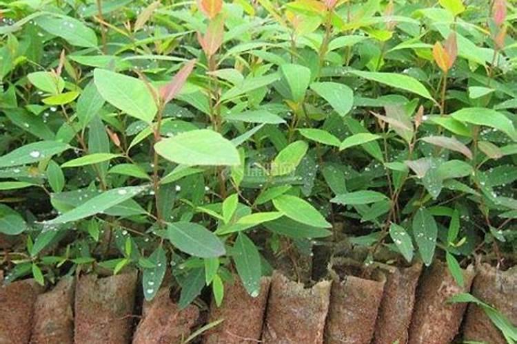 华沃特桉树专用肥质量如何