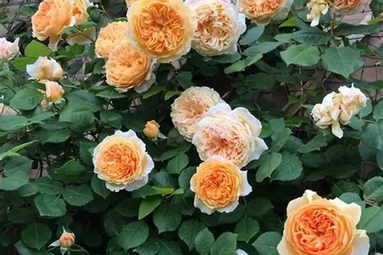 芍药花用什么肥料最好