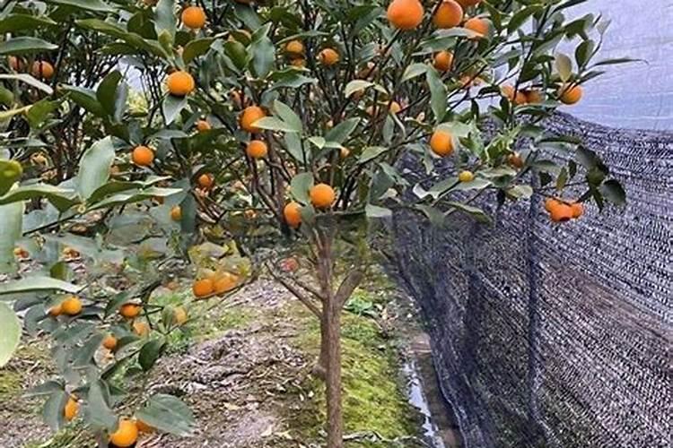 我种的年桔,今年挂果了,我想使用史丹利三安复合肥在谢花期施用,用于保...