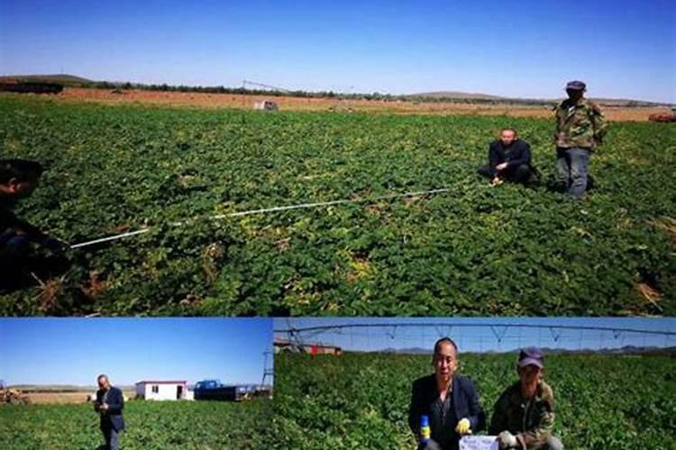 中国水溶肥十大品牌