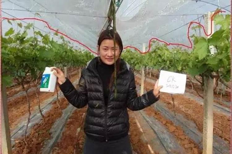 甜瓜刚结瓜就枯萎了,这种情况还有补救的办法吗？