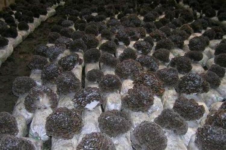 世界上有几种蘑菇？