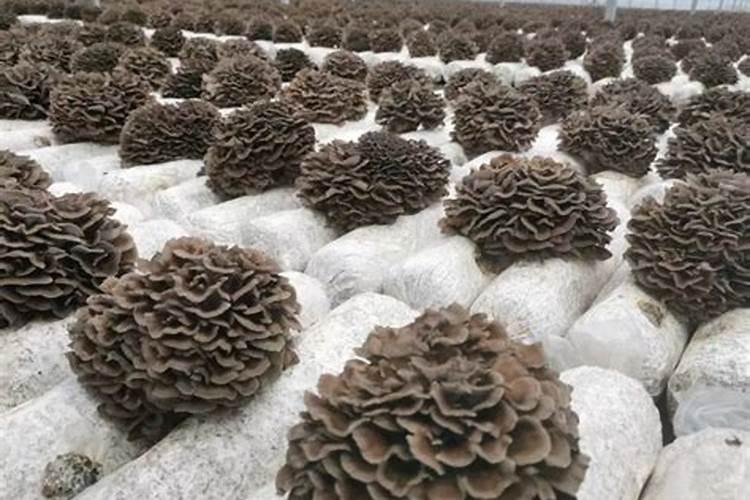 煮完发紫的蘑菇是有毒吗？