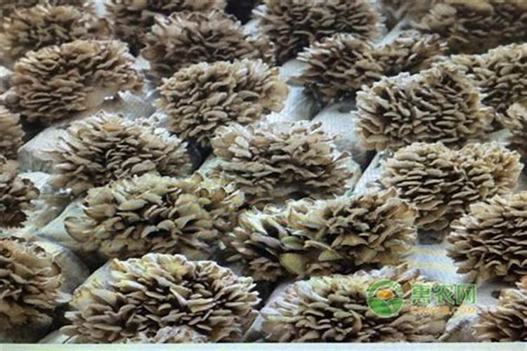 美国氨基酸葡萄糖胶囊什么品牌好？价格多少？用于治疗股骨头坏死的。百...