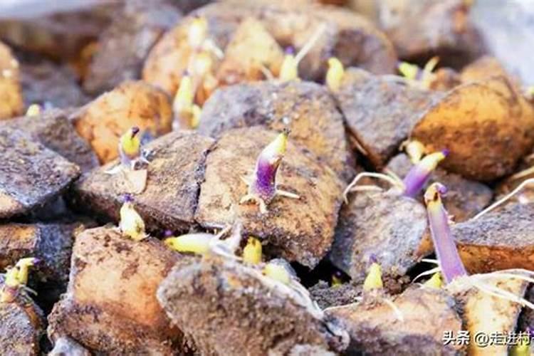 土豆膨大期施什么肥？磷酸二氢钾能助增收吗