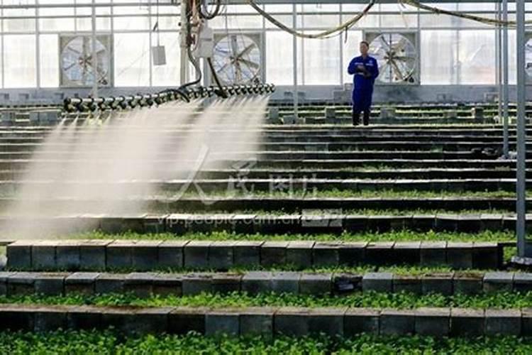 大棚种植蔬菜的技术和方法
