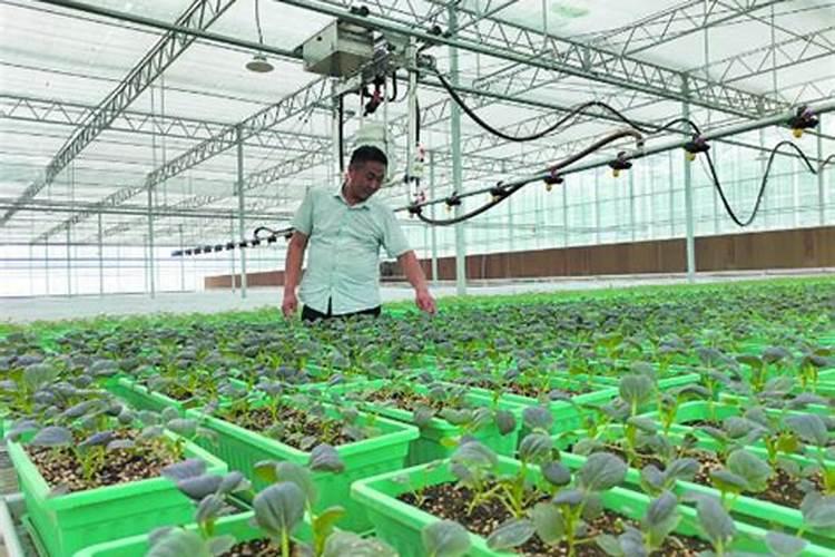 种油菜筒蒿用什么冲施肥好