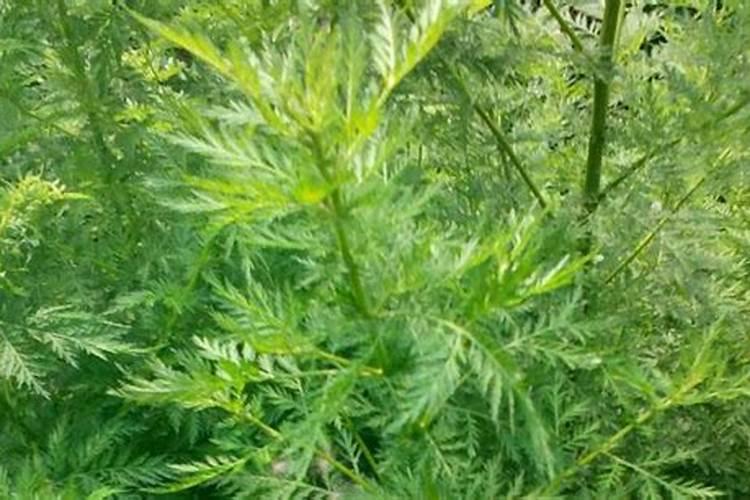 给造型菊青蒿浇水怎样浇