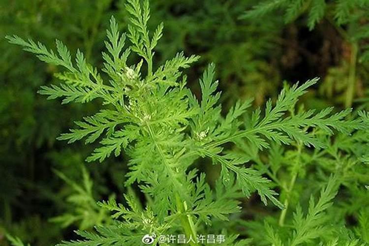 油菜和茼蒿可以种植在同一块菜地里吗？