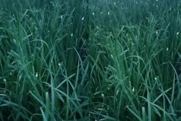 用韭菜种子种的韭菜太细,怎样能粗些？