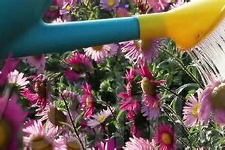 能不能直接用尿来作花肥？