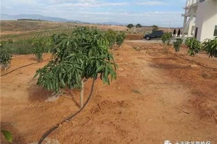 芒果挂果期喷什么叶面肥结果多？芒果座果期哪些肥料可以用作基肥？