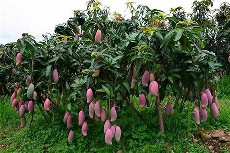 芒果结果期追施用的肥料？芒果保花保果用什么化肥好？