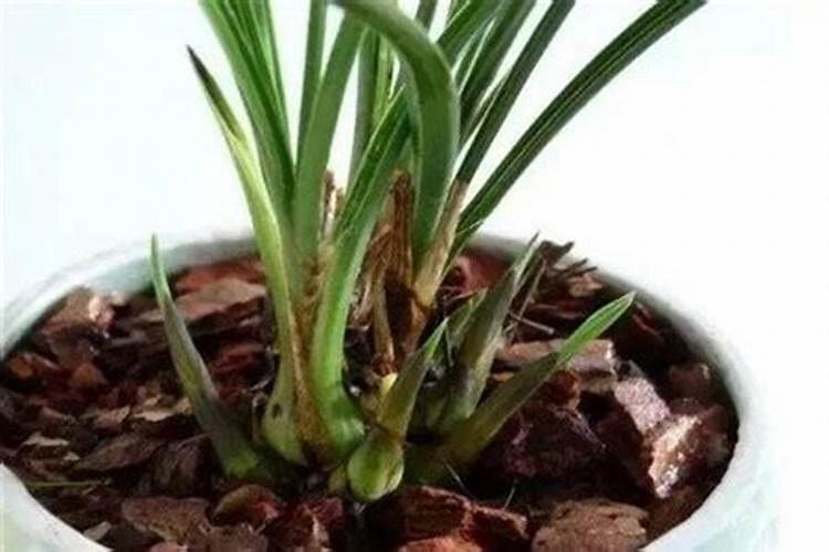 新栽兰花多久施肥 新栽兰花应该在种植后多久进行第一次施肥