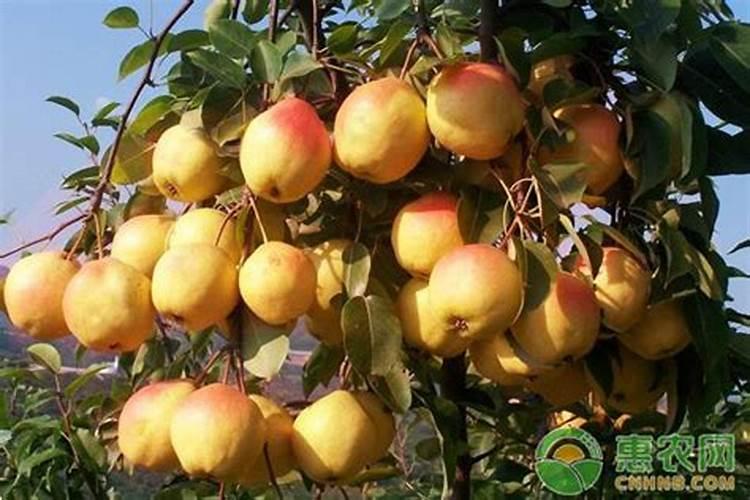 小麦需要什么含量的肥料？