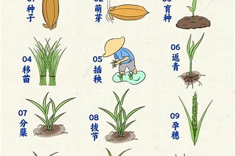 水稻三遍肥最佳时间