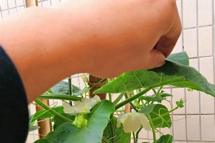 葫芦膨大期需要什么肥料