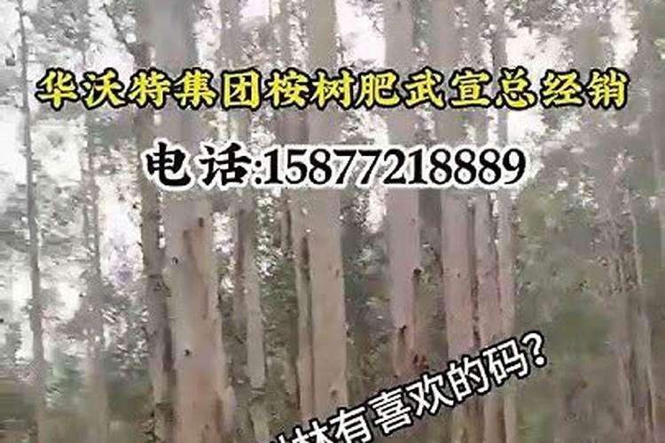 种过桉树的土地还可以种果树吗？