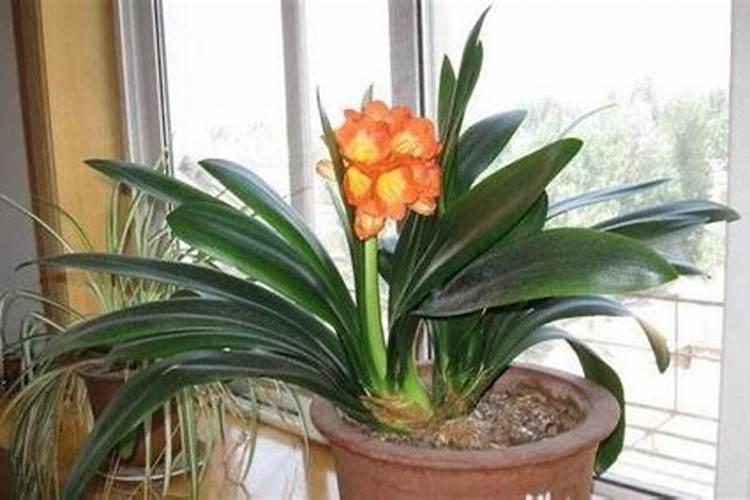 君子兰施肥用什么肥料好