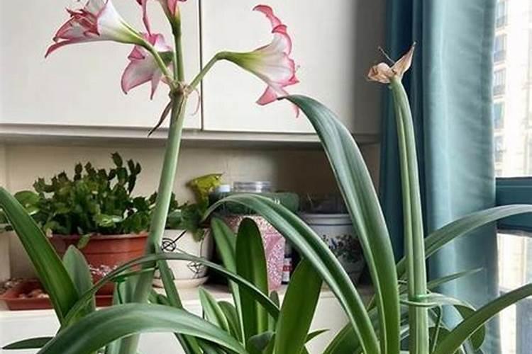 朱顶红施什么肥最好