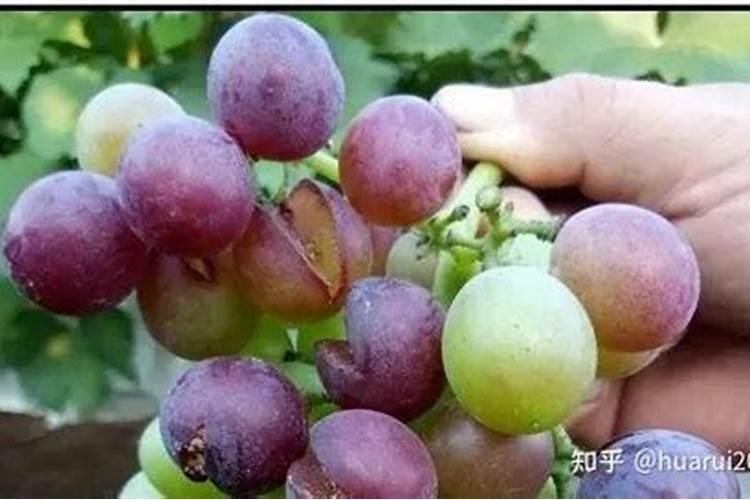 温室大棚茉莉香葡萄