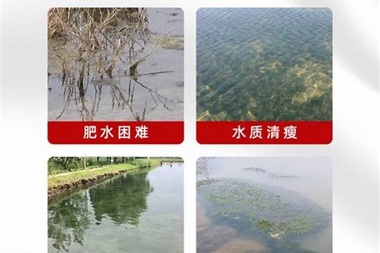 鱼塘如何快速肥水