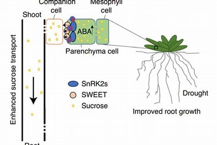 我今年新栽的李子树为什么光长叶不窜条？