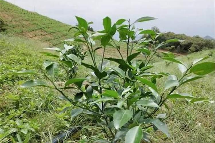 柑子开花后怎么养小技巧精心整理 柑子开花后如何养小技巧