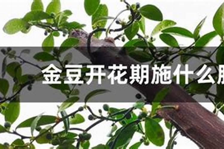 盆栽金豆施肥技术有什么要求？