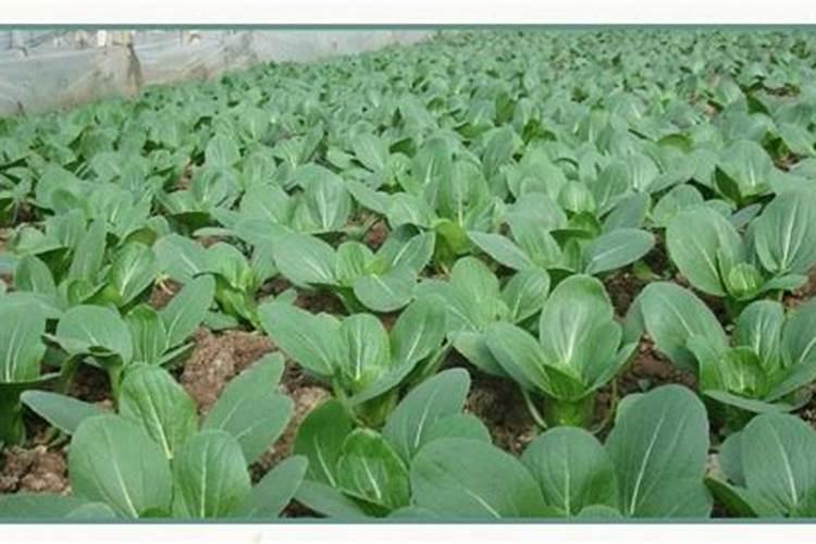 阜优抗和阜优叶是不是很好的叶面肥