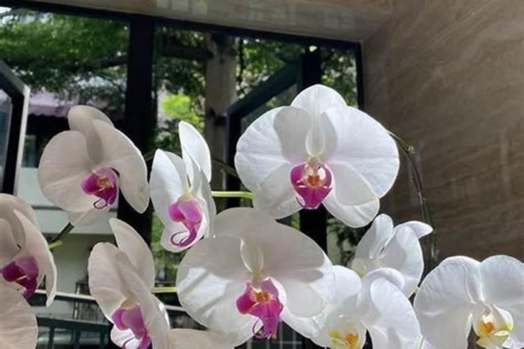 如何给蝴蝶兰喷叶面肥