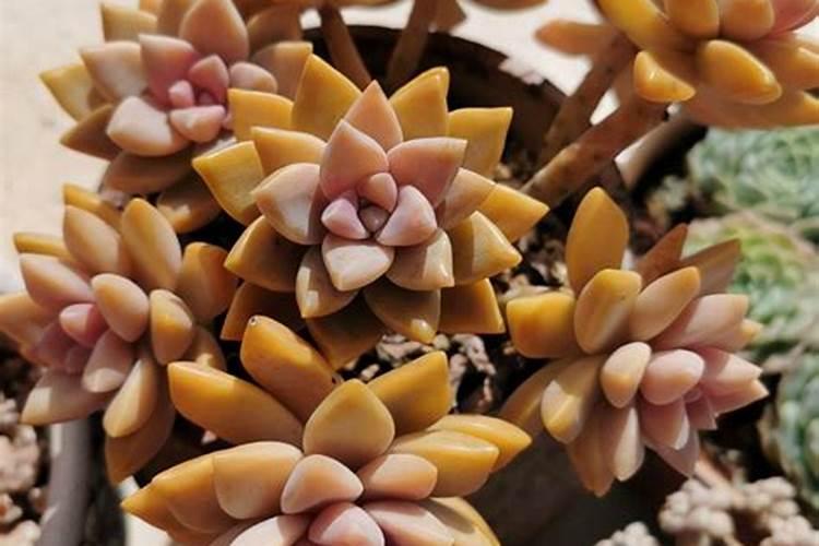 怎么样养多肉冬天能长得快 养多肉的技巧