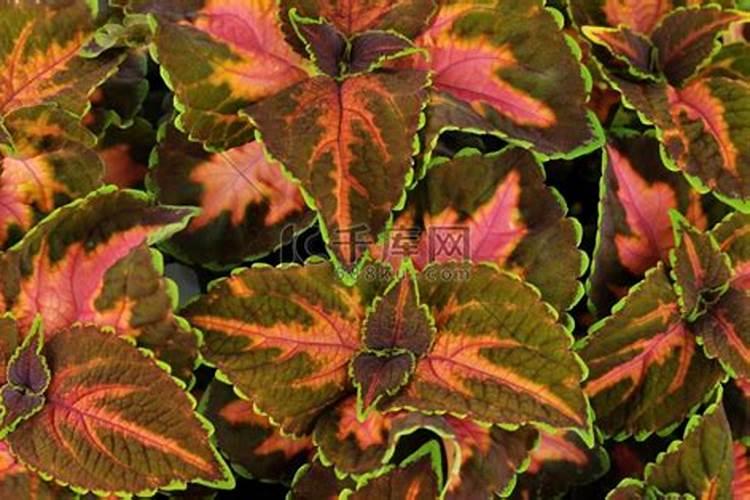 彩叶草施肥方法和注意事项