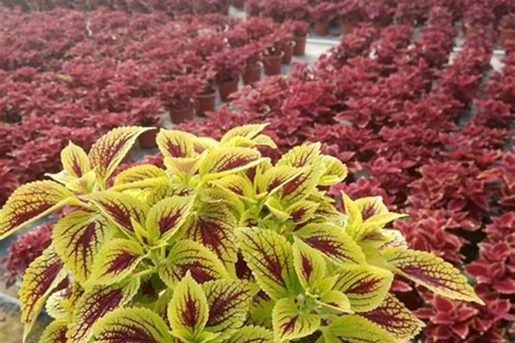 彩叶草是一年生还是多年生 彩叶草养护方法