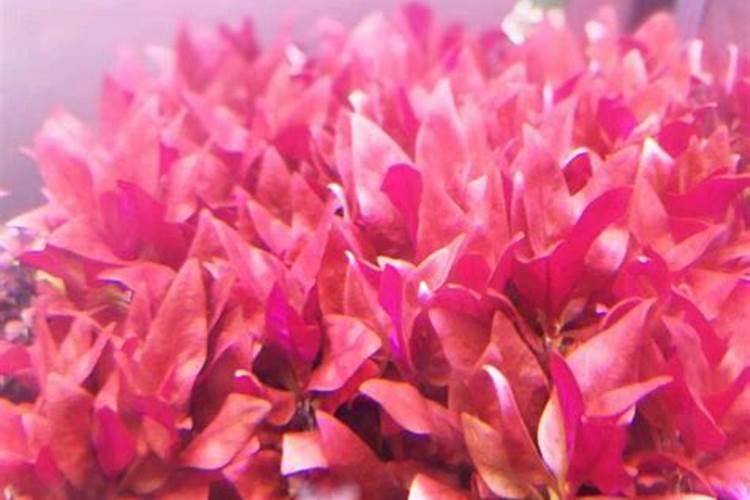 丹麦红玫瑰怎么不长高 长高考什么