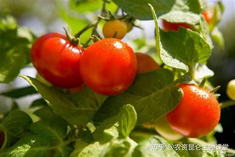 番茄开花时期适合用什么叶面肥进行喷施？