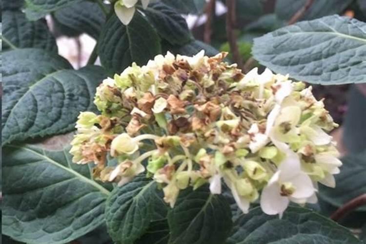 绣球有花苞了该怎么施肥