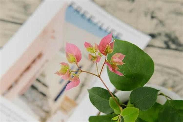 三角梅如何催花 正确的施肥方法