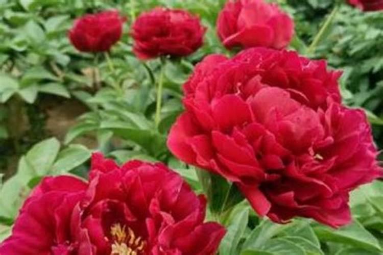 有哪些花能用氮肥