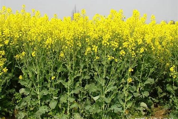 油菜用什么肥料最好