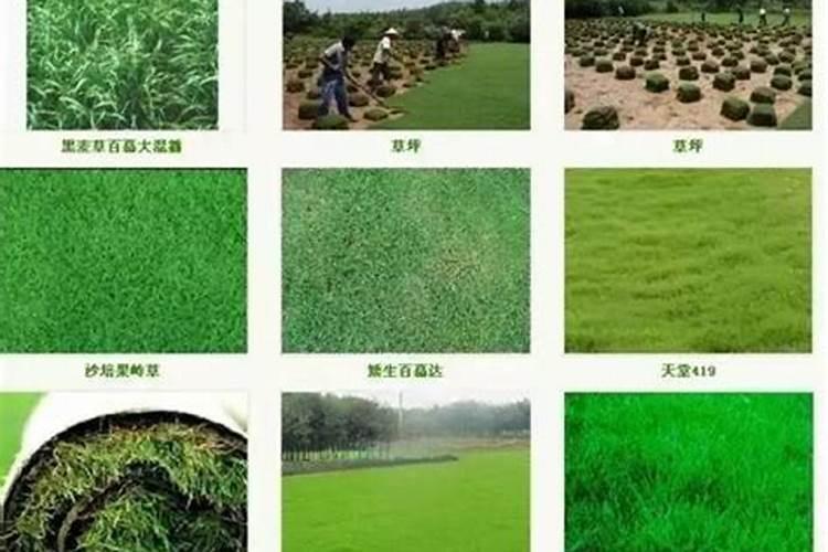 草坪施用追肥时的注意事项: