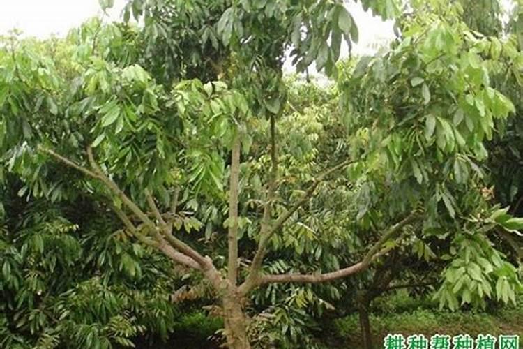 柑橘膨果期用什么肥料好？膨果期追肥用什么肥？柑橘专用叶面肥!百度...