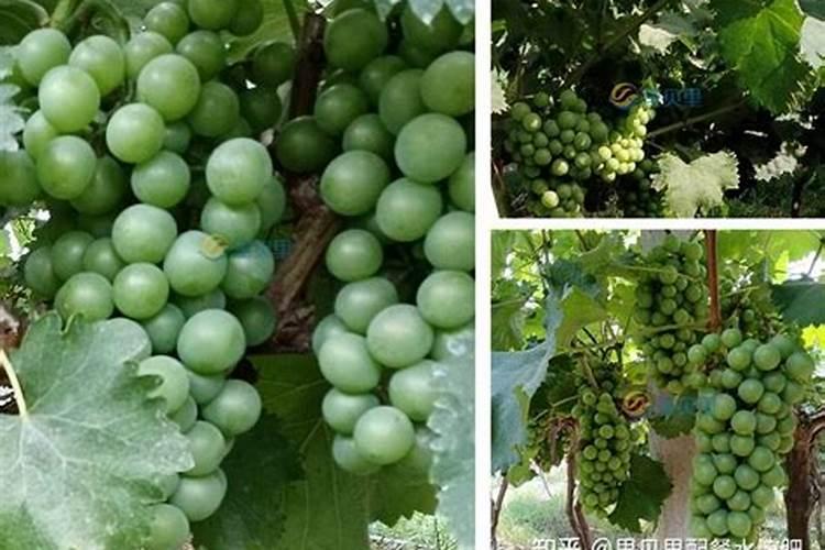 葡萄挂果期施什么肥料好？葡萄结果期冲施什么肥料好？