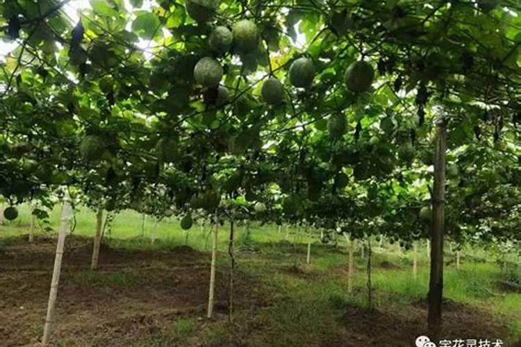 吊瓜子怎样播种？