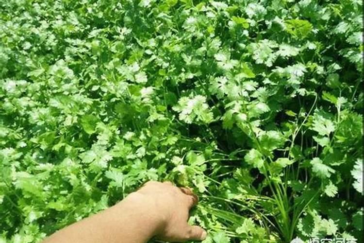 香菜最怕三种肥料