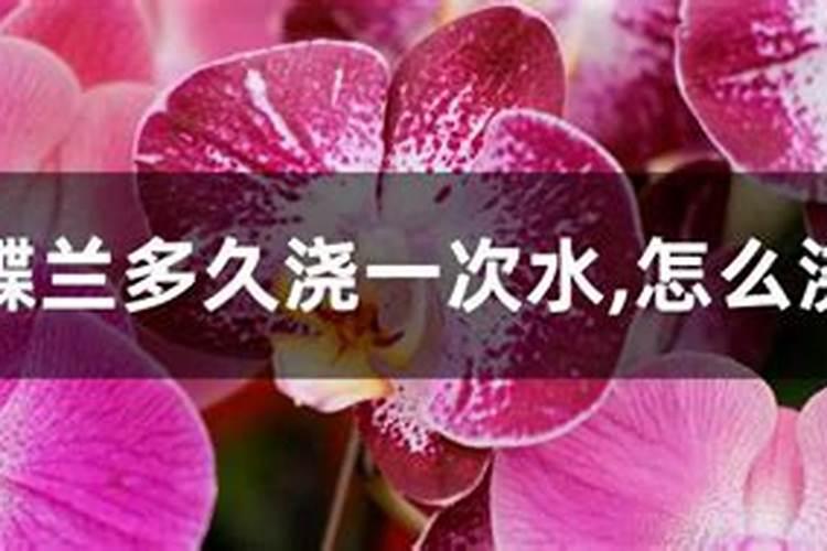 蝴蝶兰用什么肥,磷钾肥可促进花芽形成