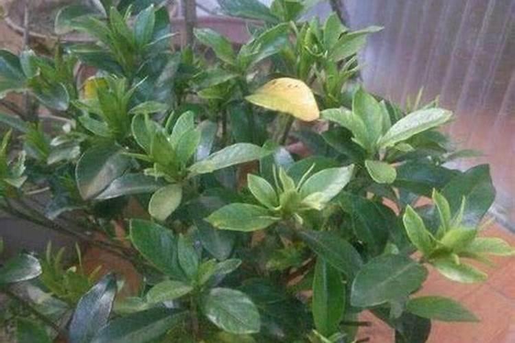 栀子花怎么判断缺肥还是肥大