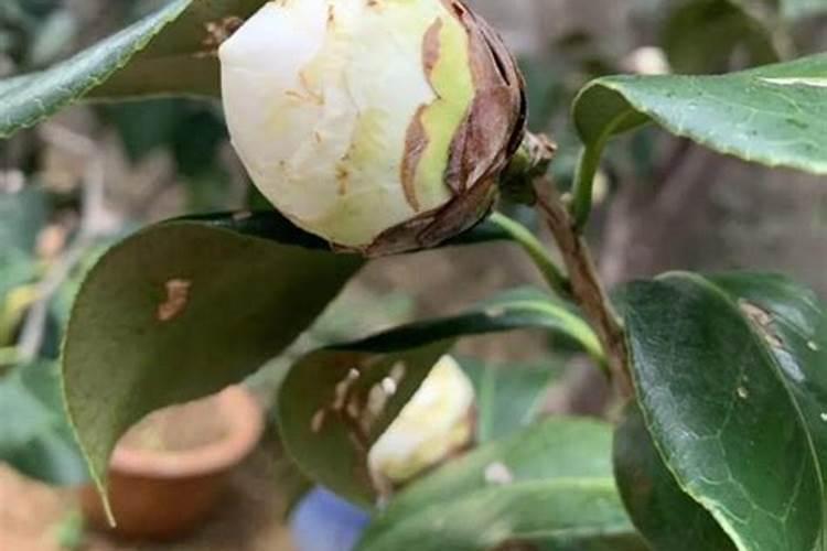 夏天养茶花这两种肥交替使用,花苞多长势旺